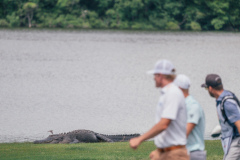 Round 2 wildlife at the 2024 Myrtle Beach Classic (Drew Amato Photo)